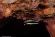 El Coral, Bahia de Cochinos, Cuba;  1/100 sec at f / 18, 105 mm