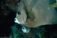 El Coral, Bahia de Cochinos, Cuba;  1/100 sec at f / 18, 105 mm