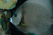 El Coral, Bahia de Cochinos, Cuba;  1/100 sec at f / 18, 105 mm