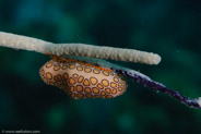 El Coral, Bahia de Cochinos, Cuba;  1/100 sec at f / 18, 105 mm