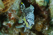 El Coral, Bahia de Cochinos, Cuba;  1/100 sec at f / 18, 105 mm