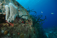 El Coral, Bahia de Cochinos, Cuba;  1/80 sec at f / 9,0, 10 mm