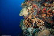 El Coral, Bahia de Cochinos, Cuba;  1/80 sec at f / 7,1, 10 mm