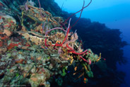 El Coral, Bahia de Cochinos, Cuba;  1/80 sec at f / 7,1, 10 mm