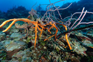 El Coral, Bahia de Cochinos, Cuba;  1/80 sec at f / 7,1, 10 mm