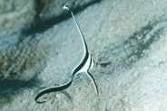 Spotted Drum (Equetus punctatus)