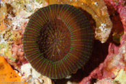 Solitary Disk Coral (Scolymia wellsi)