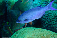Creole Wrasse (Clepticus parri)