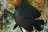 Dusky Damselfish (Stegastes dorsopunicans)