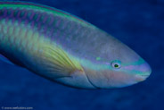 Striped Parrotfish (Scarus iserti)