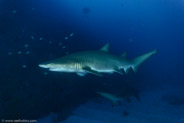Sand Tiger Shark (Carcharias taurus)