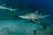 Sand Tiger Shark (Carcharias taurus)