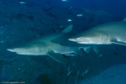 Sand Tiger Shark (Carcharias taurus)