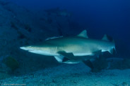 Sand Tiger Shark (Carcharias taurus)