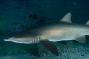 Sand Tiger Shark (Carcharias taurus)