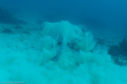 North Bommie - Blue Pools, Queensland, Australia;  1/125 sec at f / 6,3, 20 mm