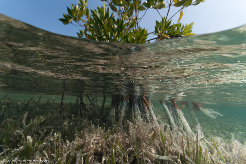 Mangrove Forest, Ciego de Avila, Cuba;  1/160 sec at f / 9,0, 10 mm