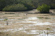 Mangrove Forest, Ciego de Avila, Cuba;  1/1000 sec at f / 5,6, 200 mm