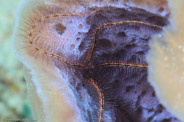 Ophiothrix suensonii