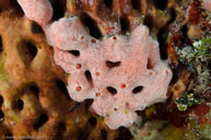 Peach encrusting sponge / Clathria / Copacabana Divecenter, April 04, 2012 (1/320 sec at f / 8,0, 14 mm)