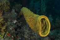 Yellow tube sponge / Aplysina fistularis / Patrizia, April 07, 2012 (1/125 sec at f / 8,0, 14 mm)