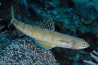 Sand diver / Synodus intermedius / Avalon, April 08, 2012 (1/200 sec at f / 11, 40 mm)