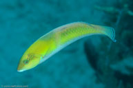 Yellowhead wrasse / Halichoeres garnoti / El Galeón, April 11, 2012 (1/250 sec at f / 14, 105 mm)