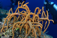 Scattered pore rope sponge / Aplysina fulva / Vincent, April 12, 2012 (1/250 sec at f / 8,0, 13 mm)