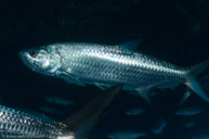 Tarpon / Megalops atlanticus / Five Seas, April 12, 2012 (1/250 sec at f / 9,0, 17 mm)