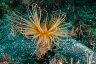 Tube-dwelling Anemone / Pachycerianthus fimbriatus / Canyons, August 10, 2013 (1/125 sec at f / 8,0, 17 mm)