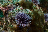Purple sea urchin / Strongylocentrotus purpuratus / Goldfish Bowl, August 10, 2013 (1/125 sec at f / 14, 17 mm)