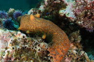Warty sea cucumber / Apostichopus parvimensis / Goldfish Bowl, August 10, 2013 (1/125 sec at f / 14, 17 mm)