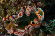 Strawberry corallimorpharian / Corynactis californica / Goldfish Bowl, August 10, 2013 (1/125 sec at f / 11, 17 mm)