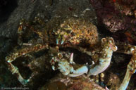 Sheep crab / Loxorhynchus grandis / Goldfish Bowl, August 10, 2013 (1/200 sec at f / 10, 17 mm)