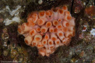 Strawberry corallimorpharian / Corynactis californica / Garden Spot, August 11, 2013 (1/160 sec at f / 10, 60 mm)