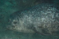 Harbor seal / Phoca vitulina / The Oasis, August 11, 2013 (1/125 sec at f / 10, 60 mm)