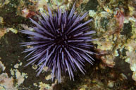 Purple sea urchin / Strongylocentrotus purpuratus / The Oasis, August 11, 2013 (1/125 sec at f / 13, 60 mm)