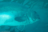 Giant sea bass / Stereolepis gigas / Landing Cove, August 11, 2013 (1/125 sec at f / 8,0, 60 mm)