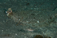 C-O sole / Pleuronichthys coenosus / Landing Cove, August 11, 2013 (1/160 sec at f / 9,0, 60 mm)