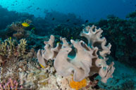  / Sarcophyton sp. / Pam's Point, Juli 07, 2013 (1/160 sec at f / 8,0, 10 mm)