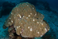  / Porites lobata  / Pam's Point, Juli 07, 2013 (1/200 sec at f / 8,0, 10 mm)