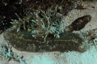 Striate boomerang coral / Herpolitha limax / Bommie, Juli 07, 2013 (1/200 sec at f / 8,0, 17 mm)