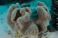Mushroom leather coral / Sarcophyton / Bommie, Juli 07, 2013 (1/200 sec at f / 8,0, 14 mm)