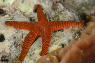 Indian sea star / Fromia indica / Bommie, Juli 08, 2013 (1/250 sec at f / 22, 105 mm)
