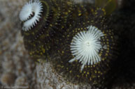 Christmas tree worm / Spirobranchus / Bommie, Juli 08, 2013 (1/250 sec at f / 14, 105 mm)