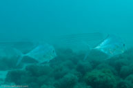  / Alectis ciliaris / Heron Harbor, Juli 11, 2013 (1/200 sec at f / 8,0, 17 mm)