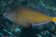  / Melichthys niger / Viv's, Juli 12, 2013 (1/250 sec at f / 13, 60 mm)