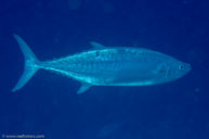 Shark mackerel / Grammatorcynus bicarinatus / Viv's, Juli 12, 2013 (1/250 sec at f / 13, 60 mm)