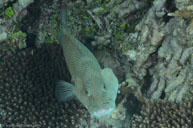 Leopard coral grouper / Plectropomus leopardus / Viv's, Juli 12, 2013 (1/320 sec at f / 13, 60 mm)