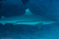  / Carcharhinus melanopterus / Viv's, Juli 12, 2013 (1/320 sec at f / 13, 60 mm)